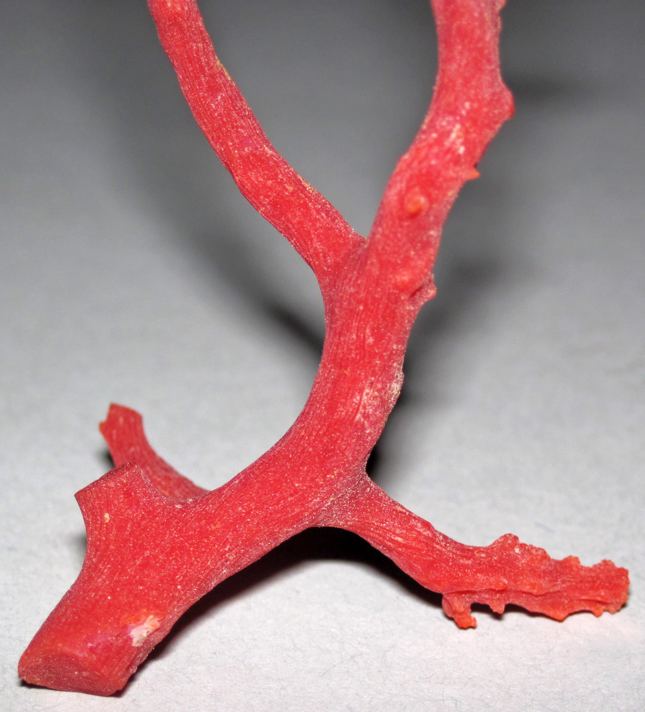 Branch of red coral, Corallium rubrum, from a Mediterranean reef